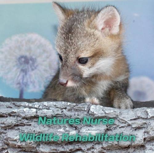 Natures-Nurse-Wildlife-Rehabilitation-Logo